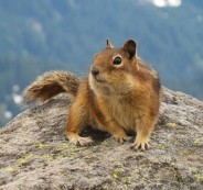 GroundSquirrel