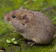 meadowvole