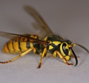 Yellow_jacket_wasp