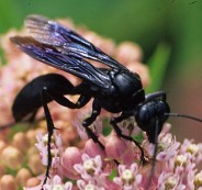 spider_wasp_adult