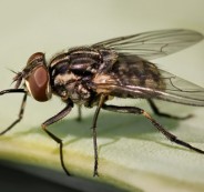 HouseFly