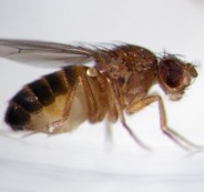 drain_fly