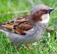 Sparrow