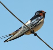 Swallow