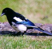 magpie-3