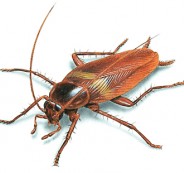 BrownBandedCockroach