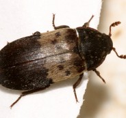 LarderBeetle