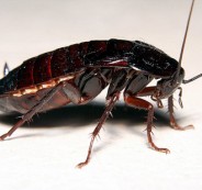 OrientalCockroach