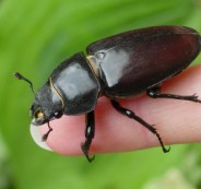 ground_beetle