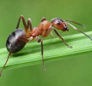 CornfieldAnt