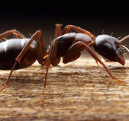 carpenter_ant