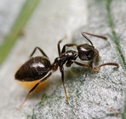 odorous__ant