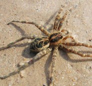 BrownRecluse