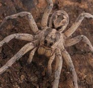 WolfSpider