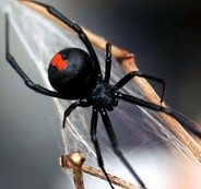 black-widow-spider