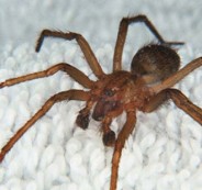 hobo_spider