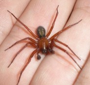 house_spider